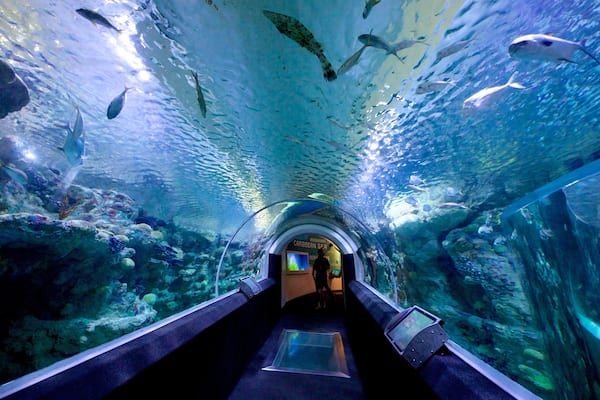 Discovery World das einen Innenansichten und Meeresbewohner