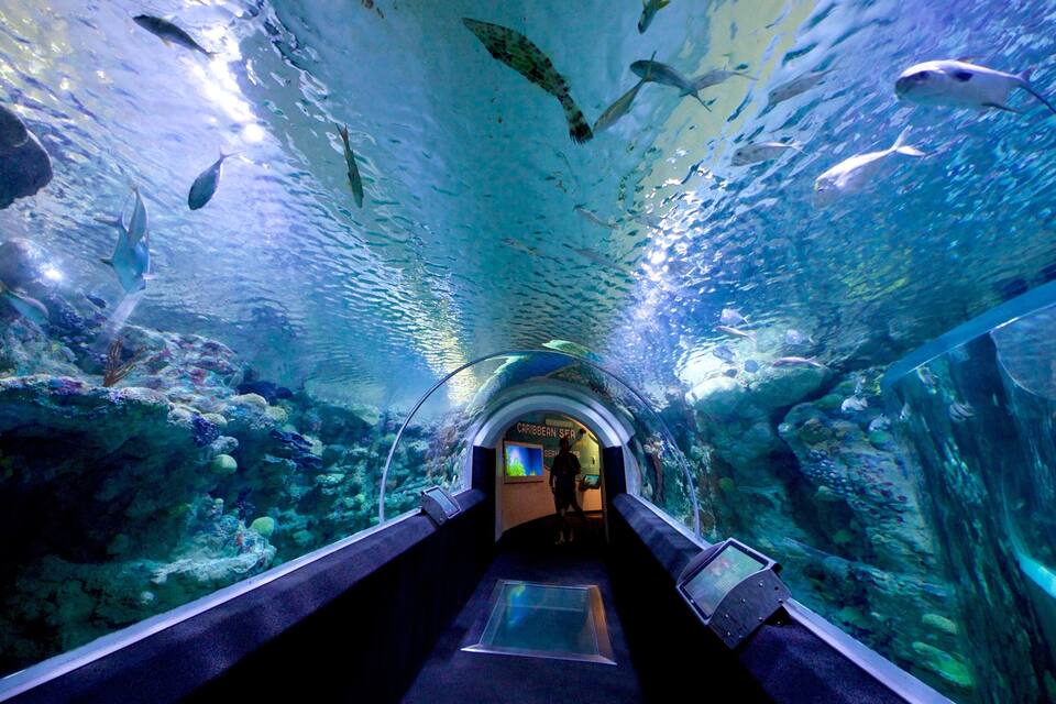 An underwater tunnel with marine life and a Caribbean Sea exhibit.