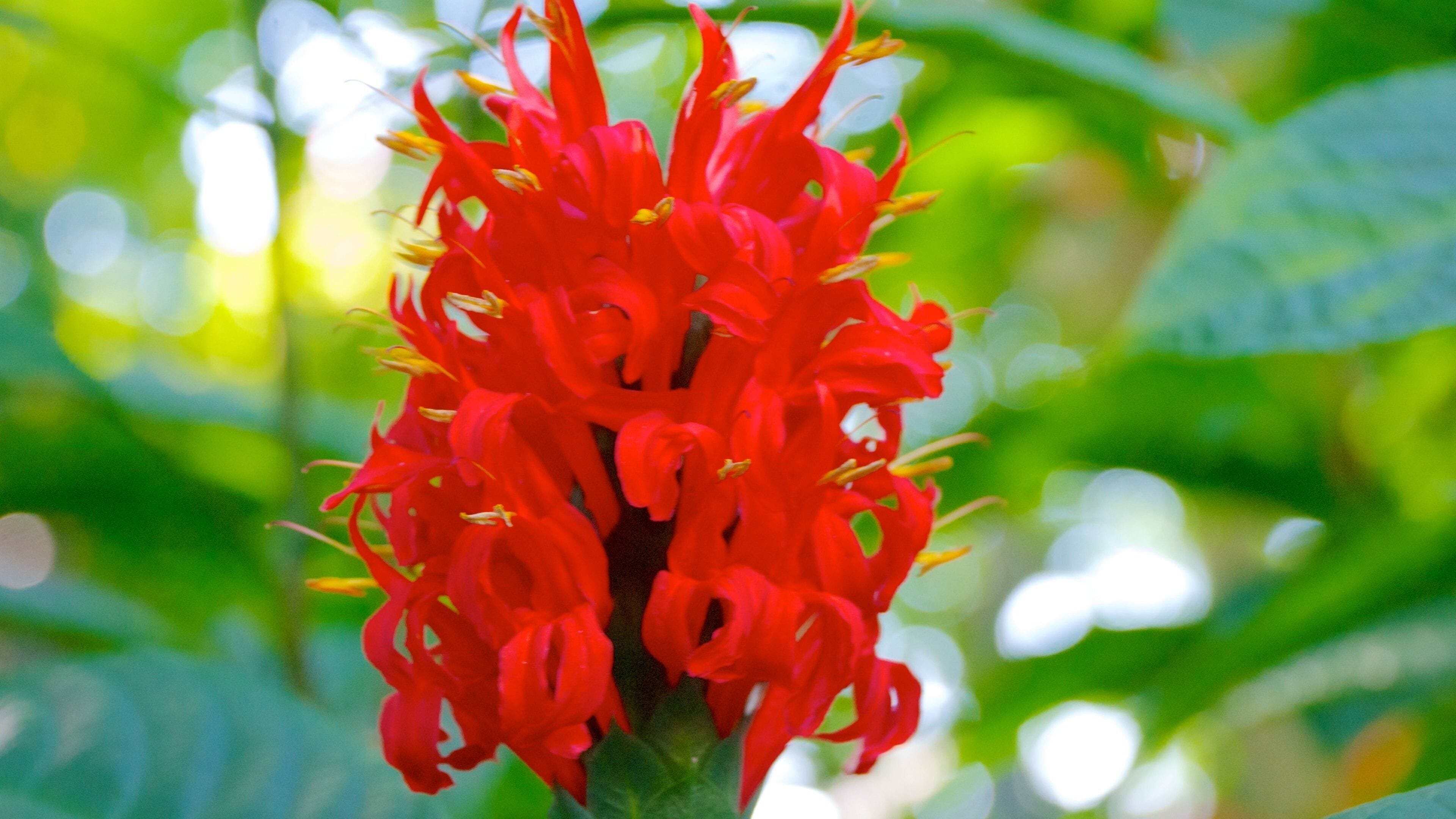 Mitchell Park Horticultural Conservatory som omfatter en park og blomster