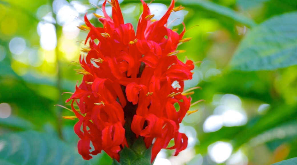 Mitchell Park Horticultural Conservatory som omfatter en park og blomster