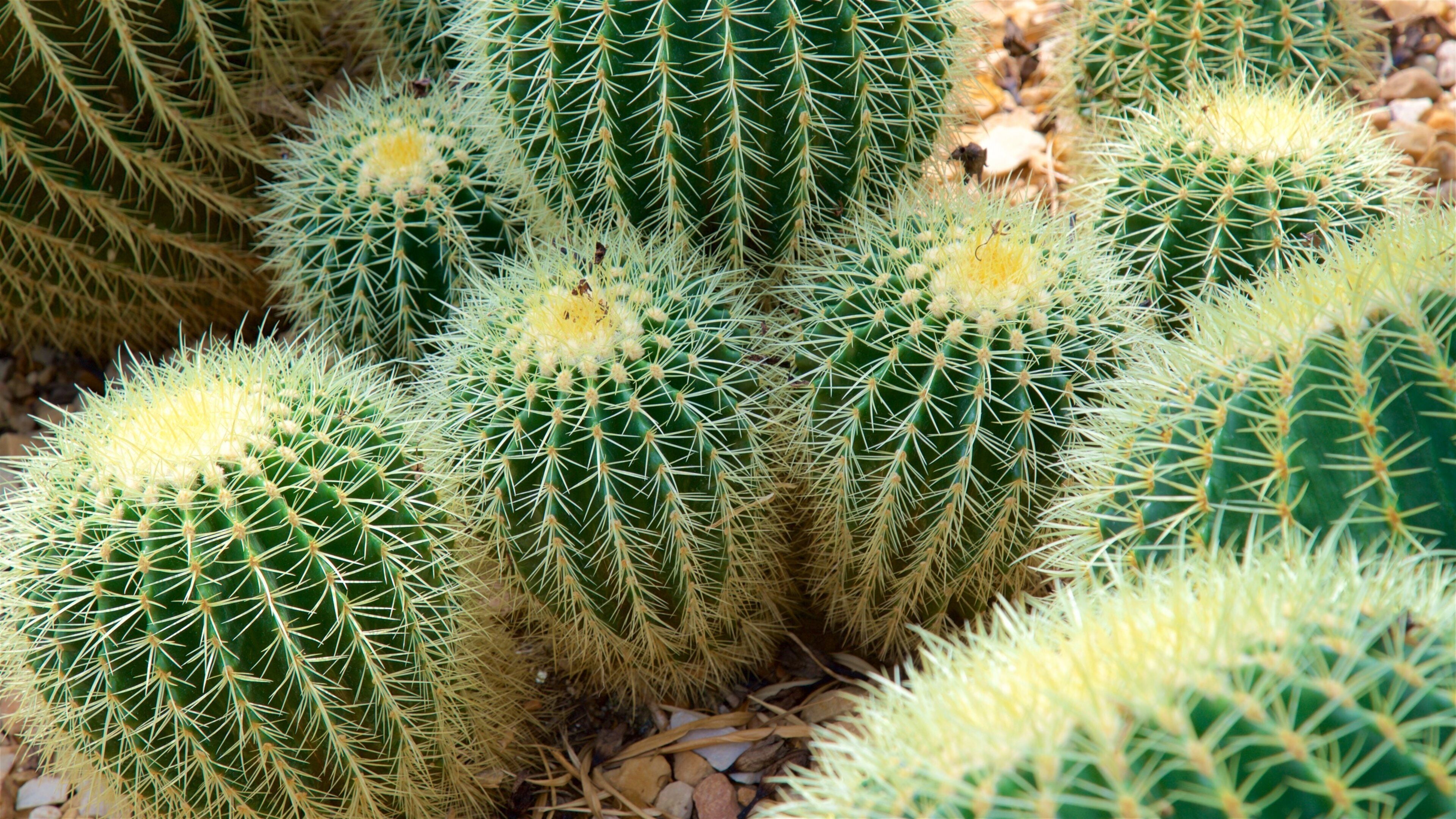 Mitchell Park Horticultural Conservatory