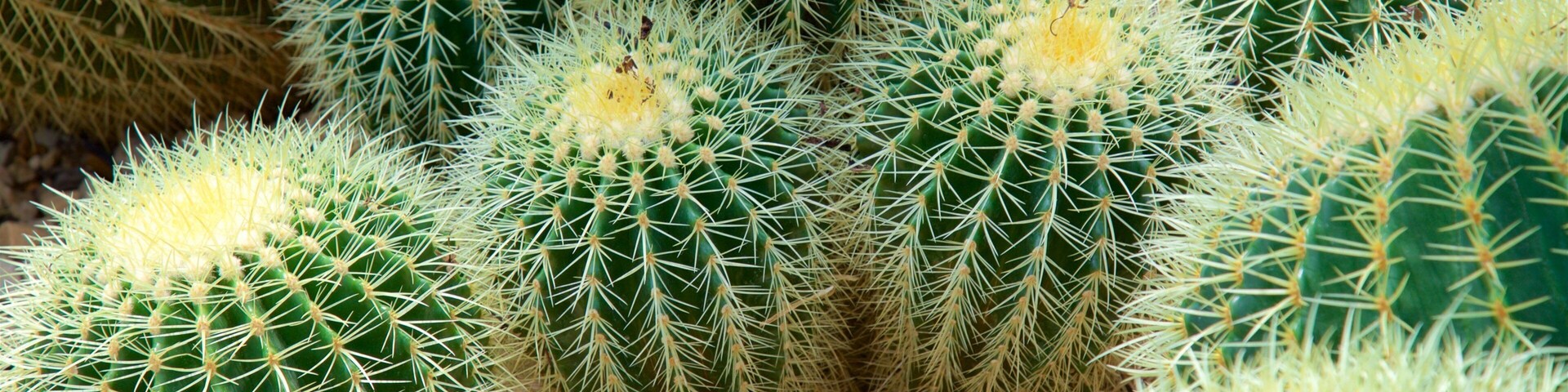 Mitchell Park Horticultural Conservatory caracterizando paisagens do deserto
