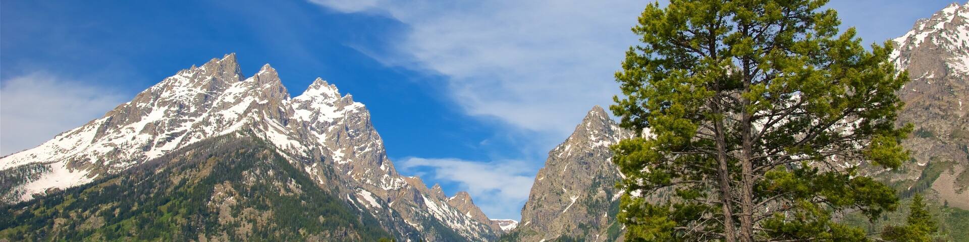 A mountain range with snow-capped peaks, a prominent pine tree, and a clear blue sky.