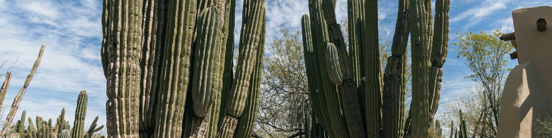 Desert Botanical Garden which includes a park and desert views