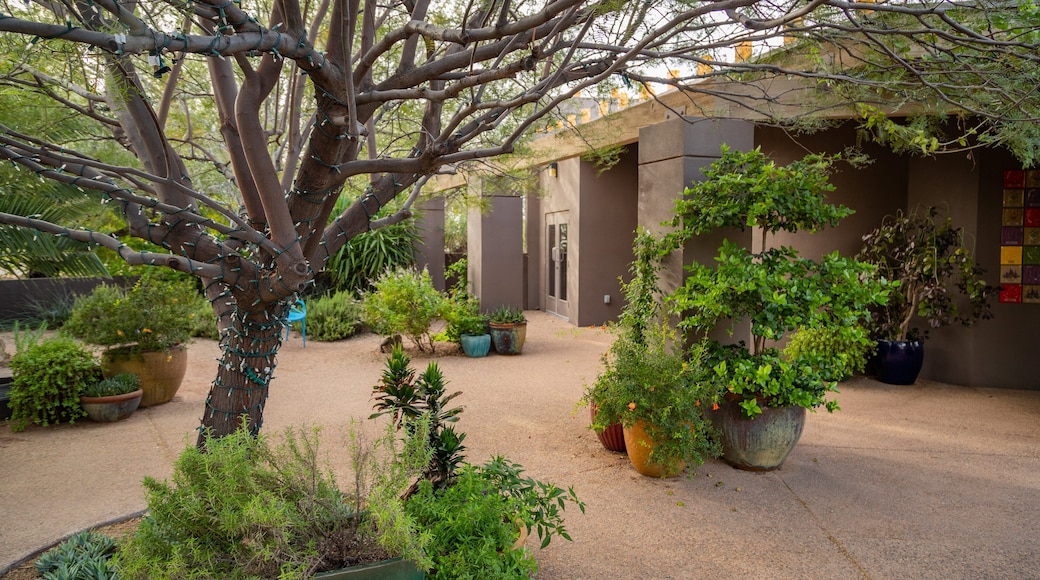 Desert Botanical Garden featuring a garden