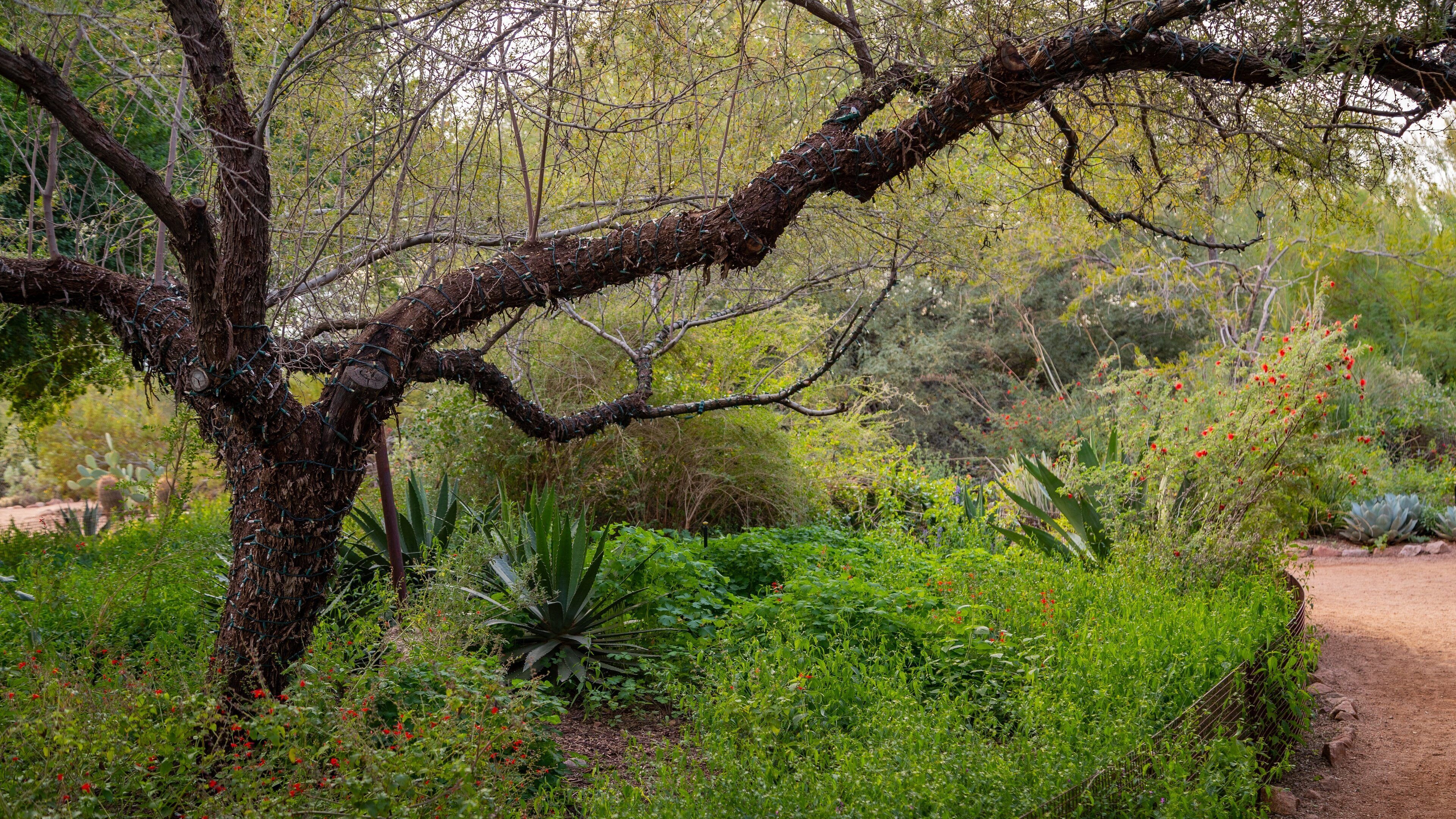 Desert Botanical Garden showing a park