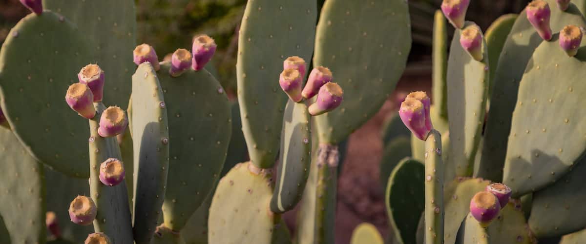 Desert Botanical Garden showing wildflowers and desert views