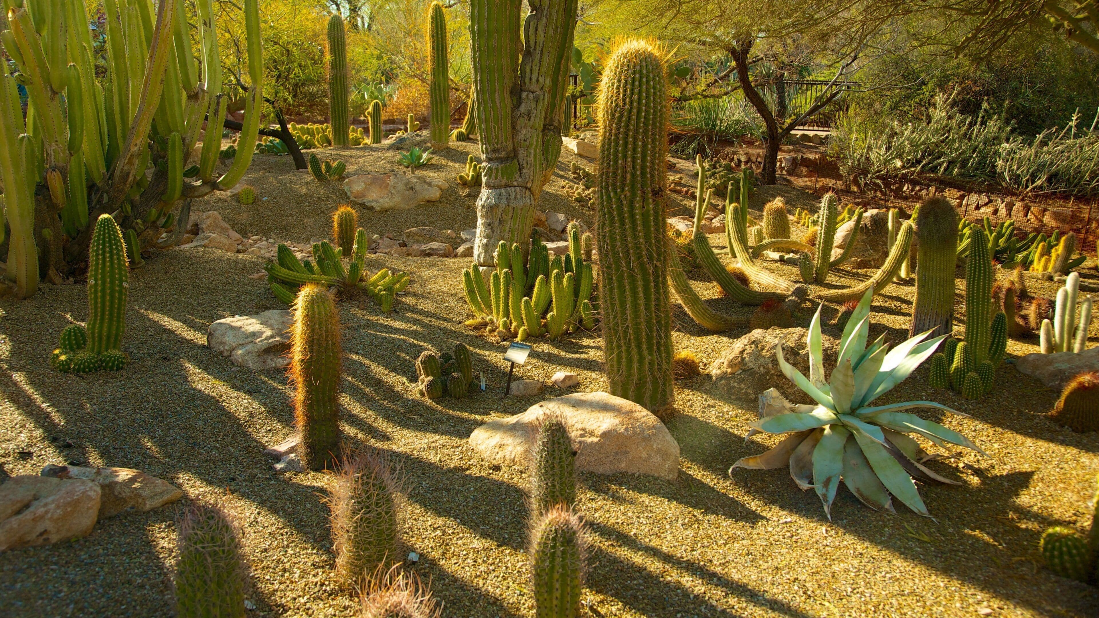 A desert garden with various cacti and agave plants.