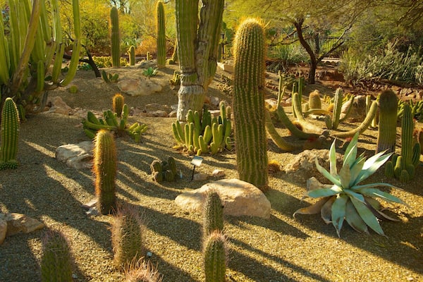 A desert garden with various cacti and agave plants.