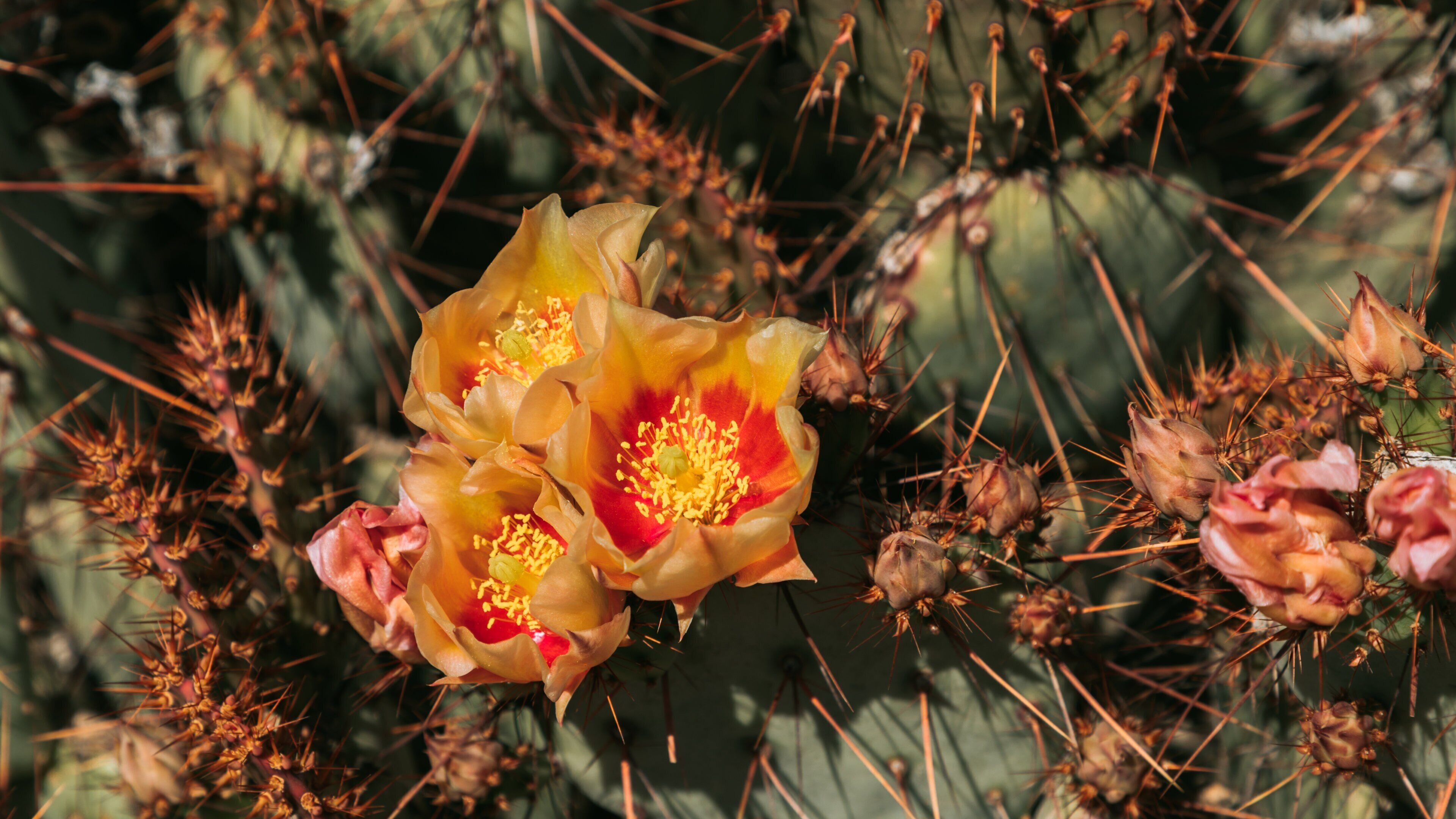 Desert Botanical Garden showing wildflowers