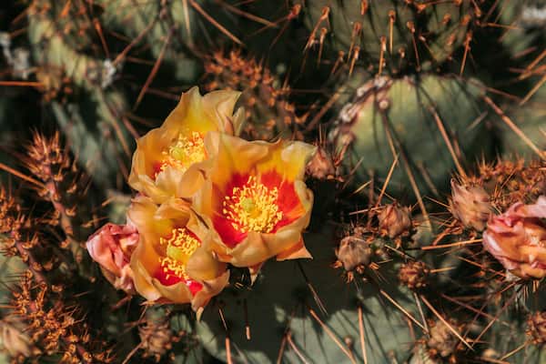 Desert Botanical Garden showing wildflowers