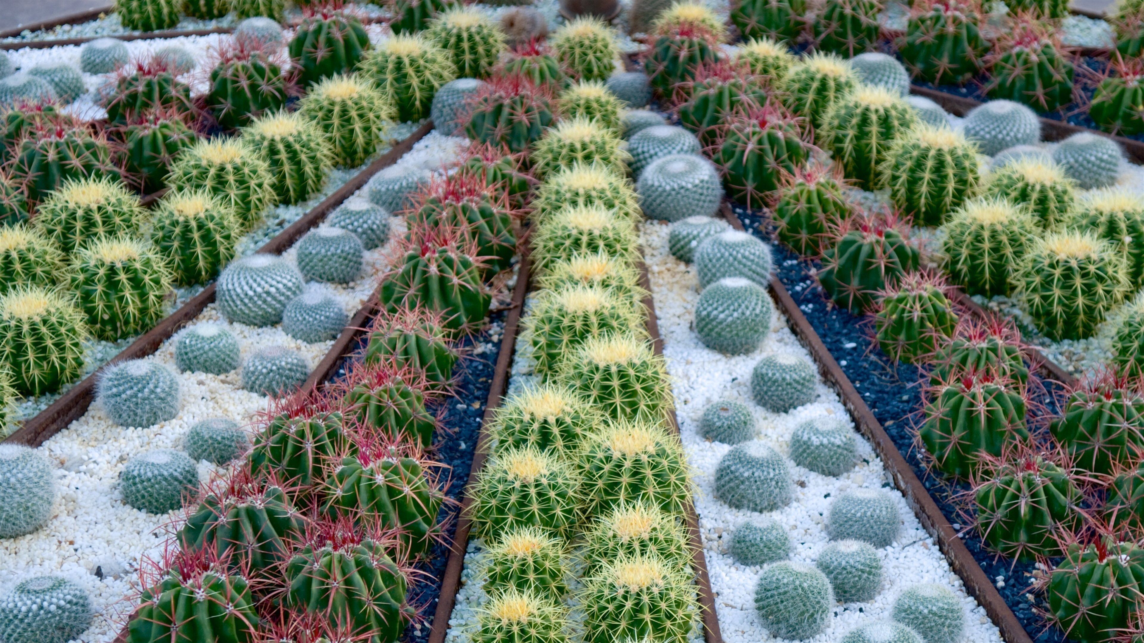 A variety of cacti in a garden bed.