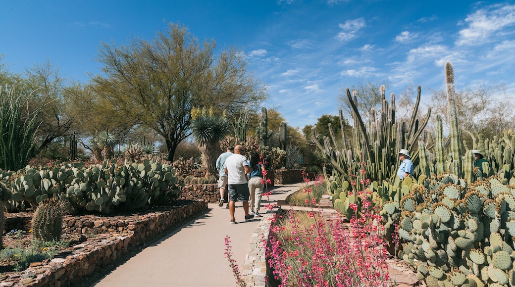 Desert Botanical Garden which includes a park and desert views as well as a couple