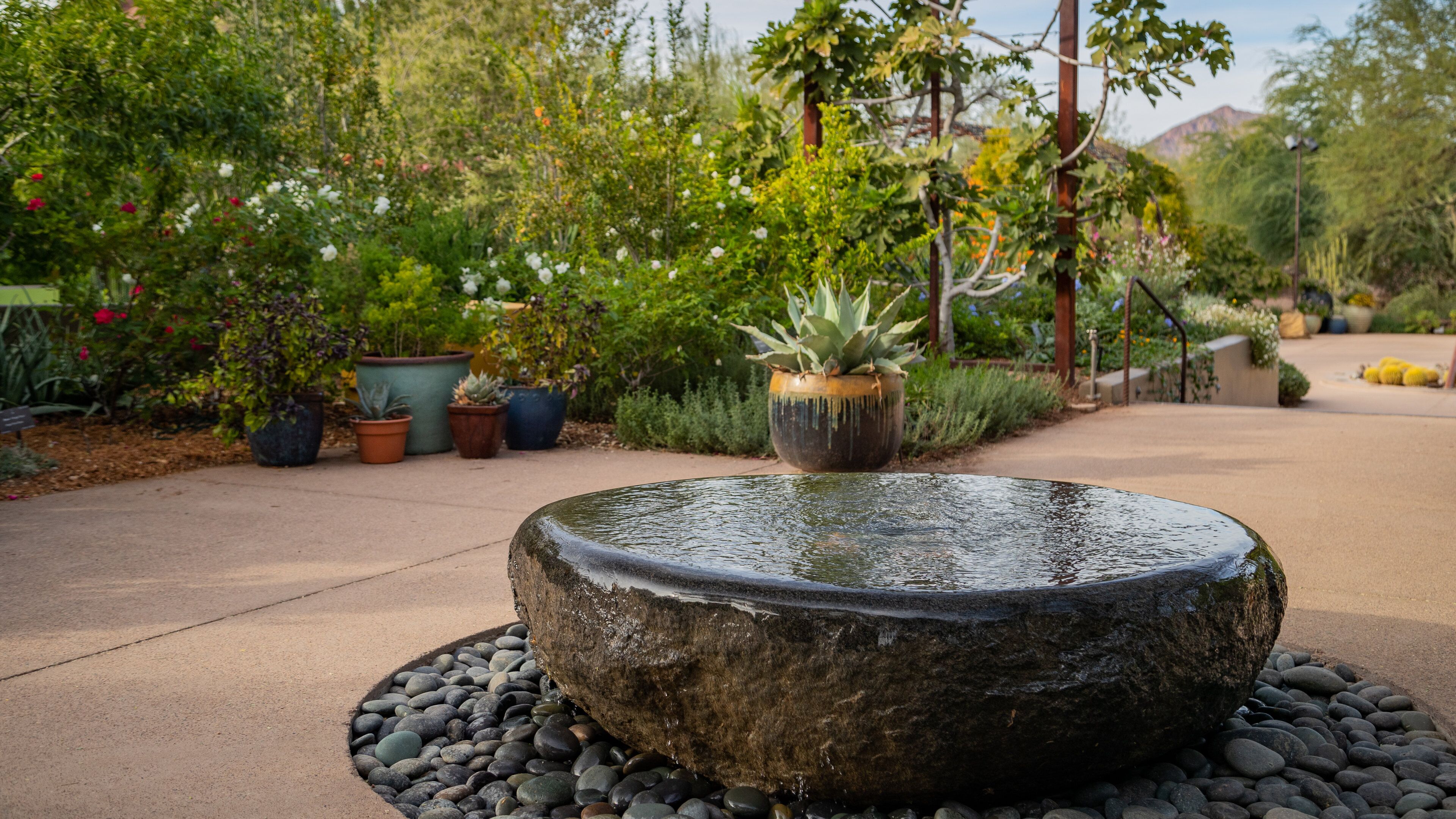 Desert Botanical Garden which includes a garden