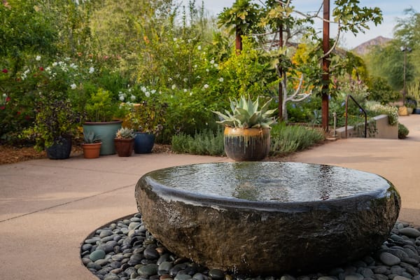 Desert Botanical Garden which includes a garden