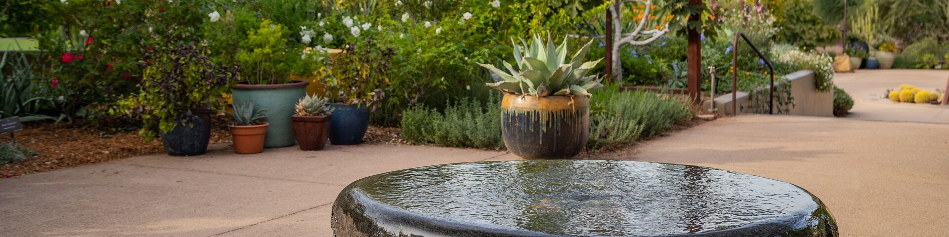 Desert Botanical Garden which includes a garden