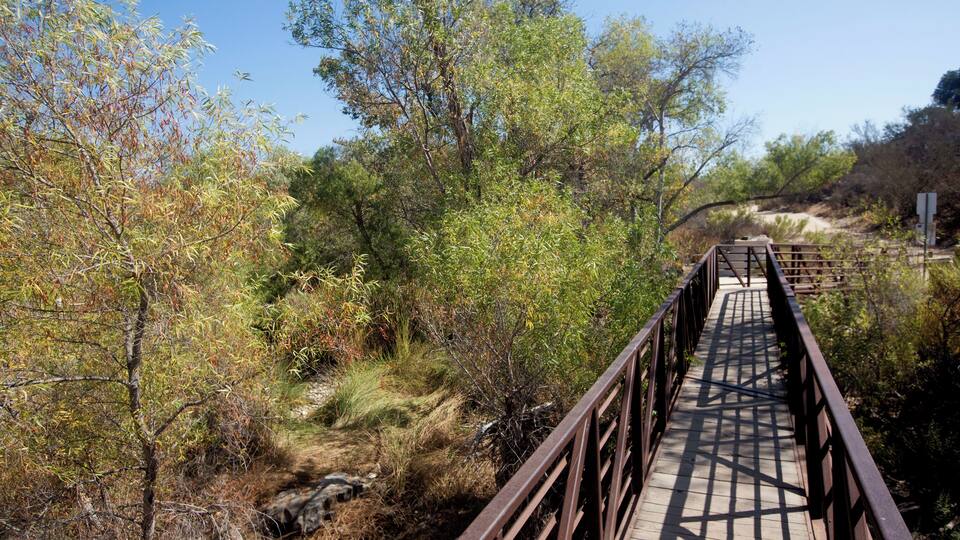 A wooden bridge in a natural setting with trees and shrubs.