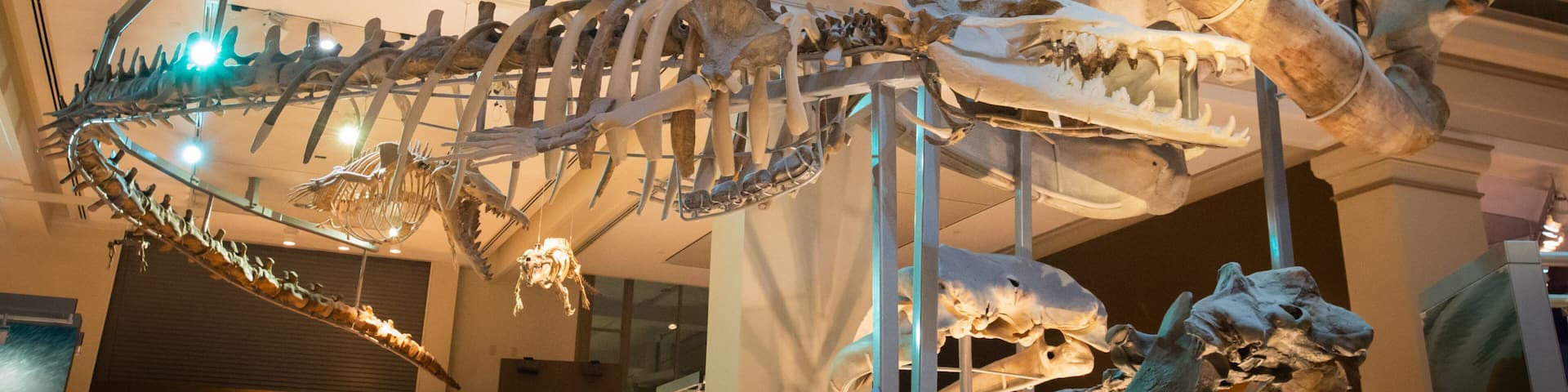 National Museum of Natural History showing interior views