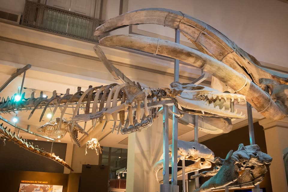 Uma grande exposição de esqueletos de dinossauros em um museu.