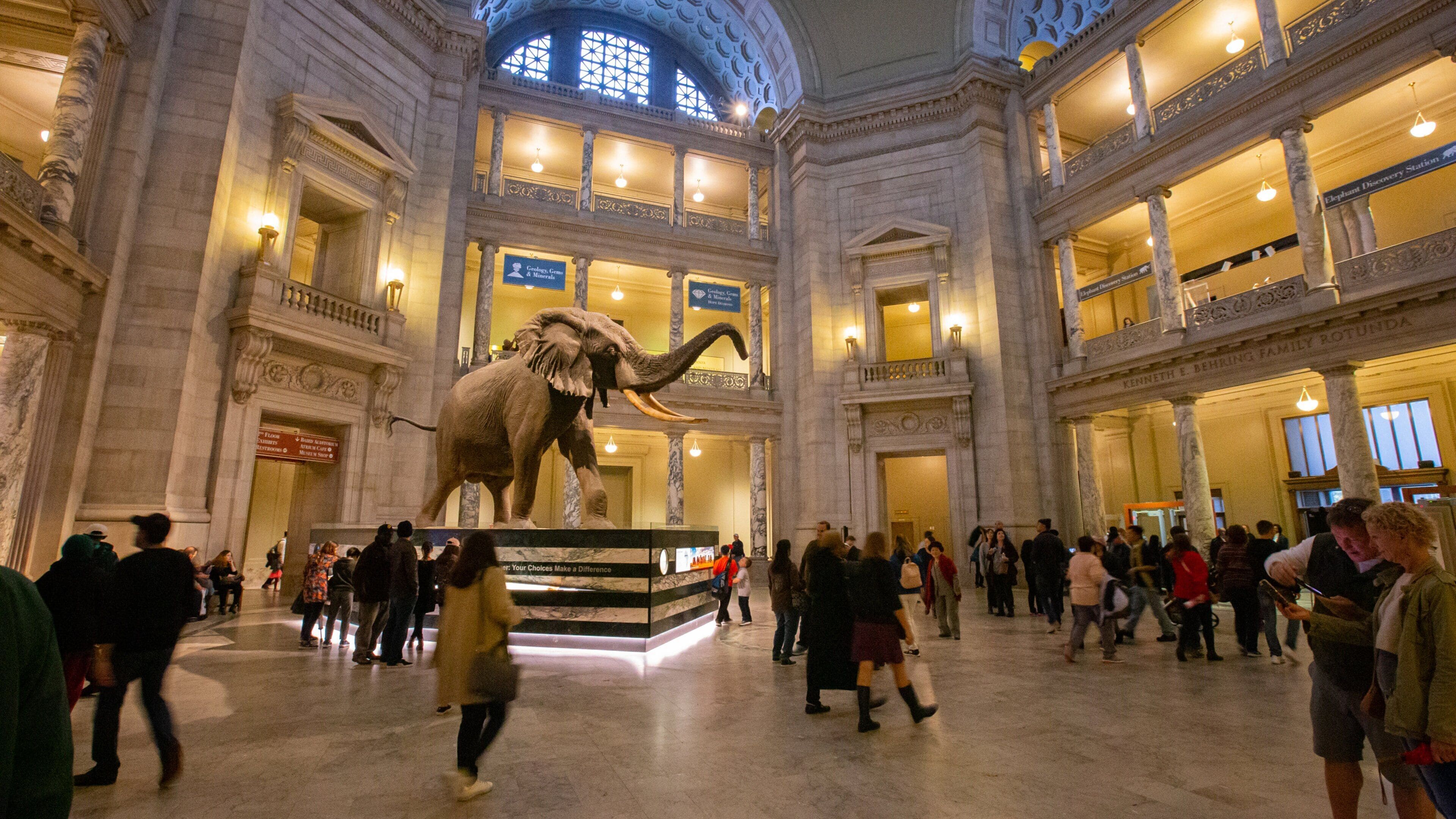 National Museum of Natural History which includes interior views as well as a large group of people