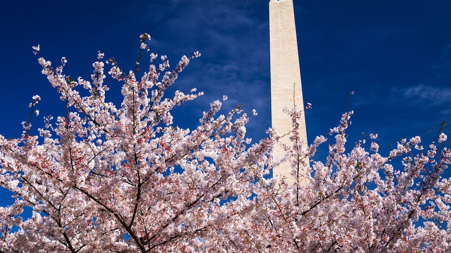 Cherry blossoms under the Washington Monument, Washington DC, USA