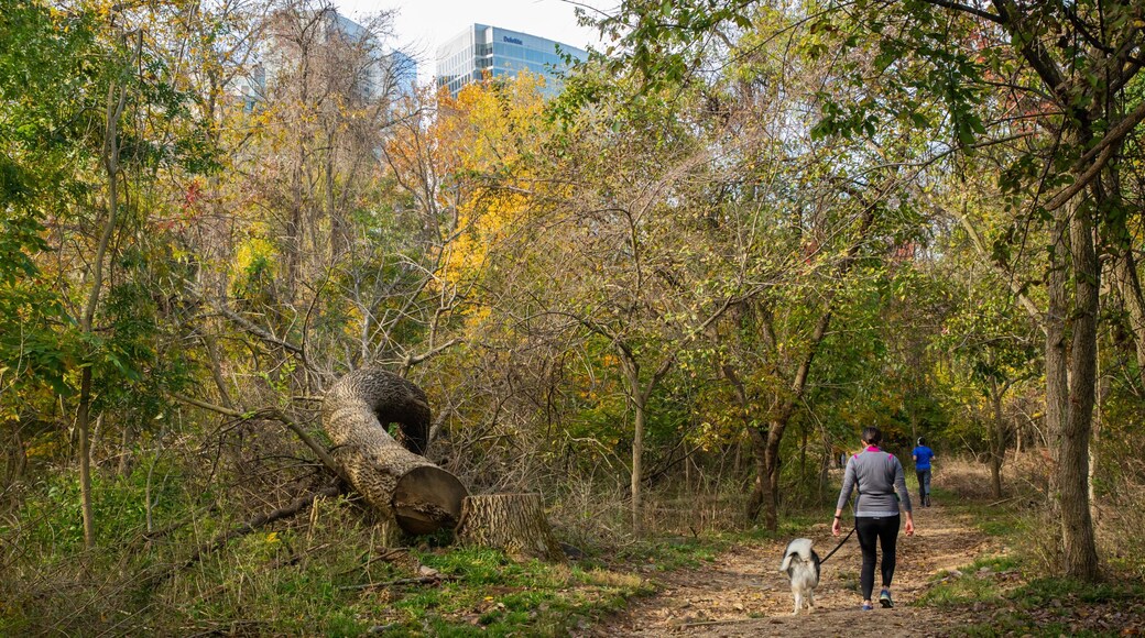 Theodore Roosevelt National Park which includes a park and cuddly or friendly animals as well as an individual femail