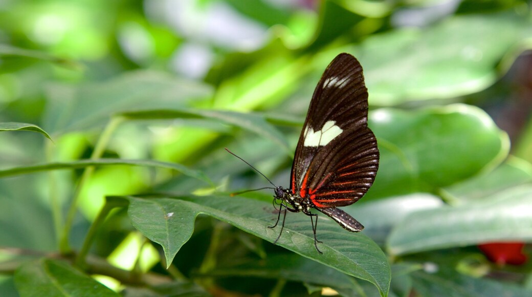 Key West Butterfly and Nature Conservatory which includes animals