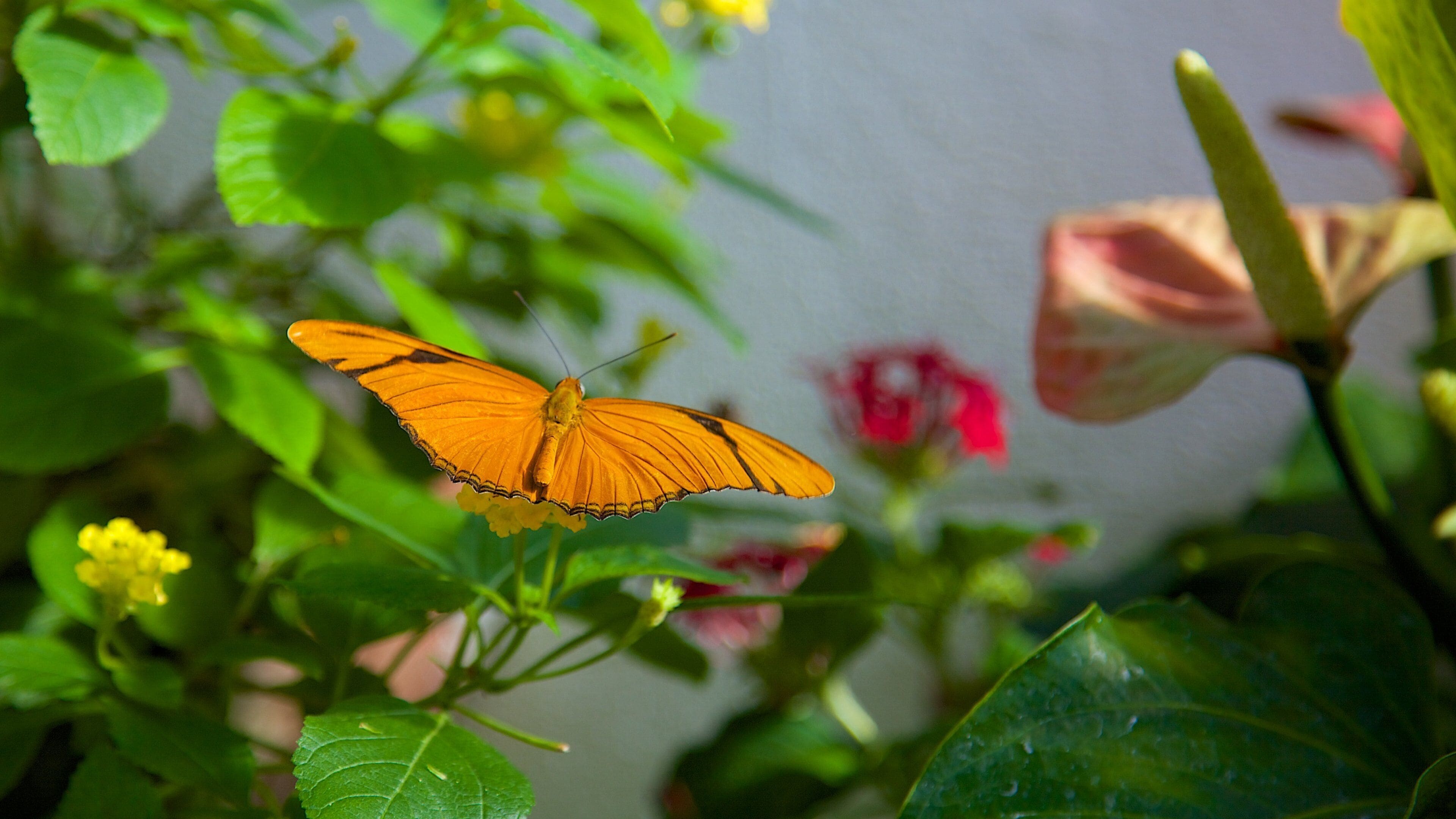 Key West Butterfly and Nature Conservatory featuring flowers, zoo animals and animals