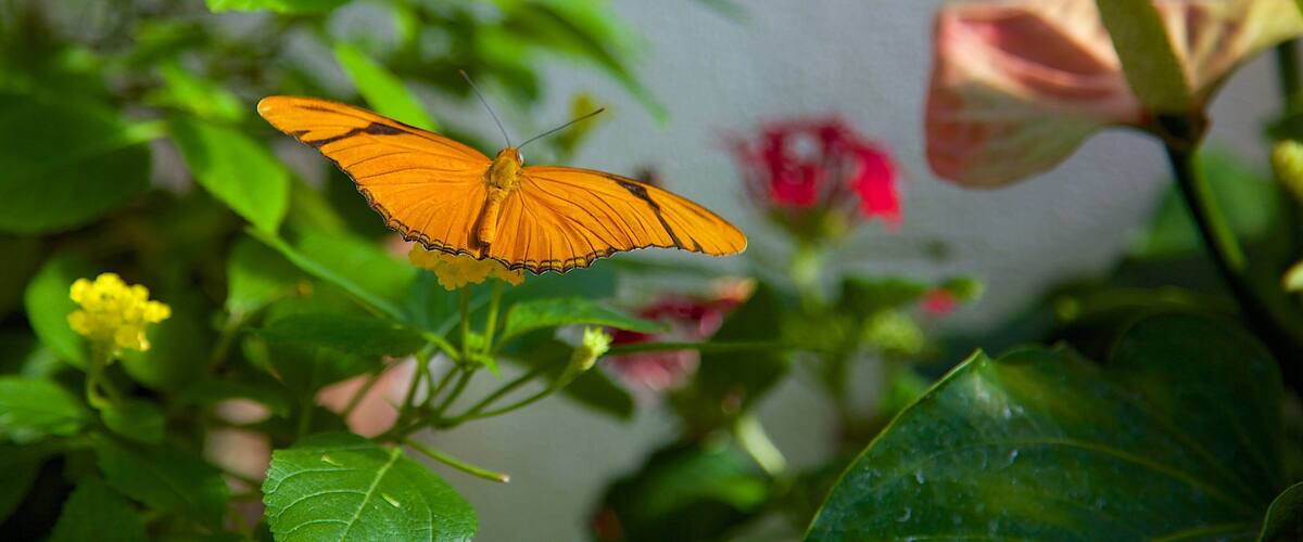 Centro de Conservación de las Mariposas y la Naturaleza de Cayo Hueso mostrando animales del zoológico, flores y animales