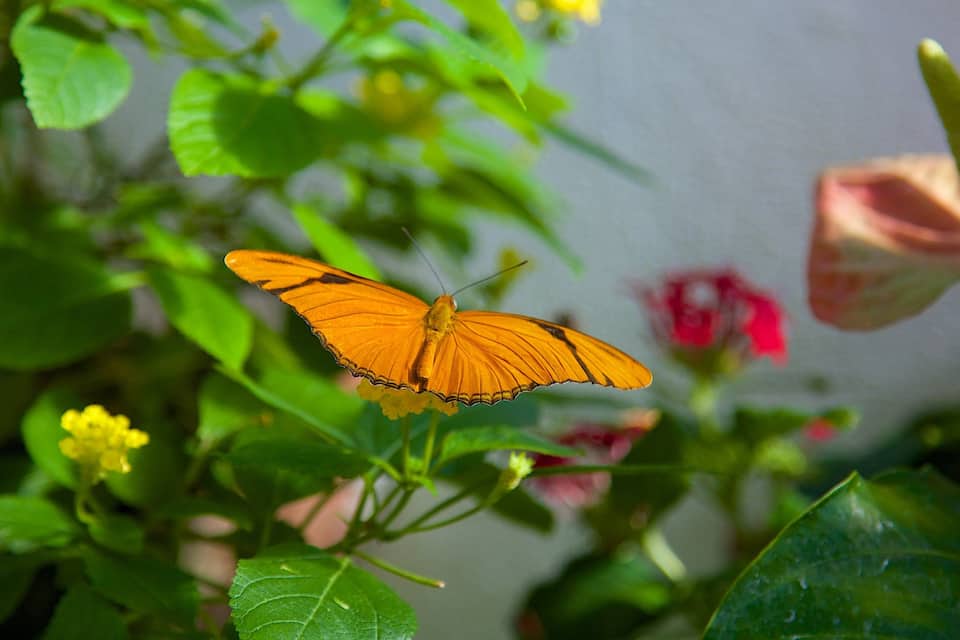Een vlinder op een plant met groene bladeren en gele bloemen.