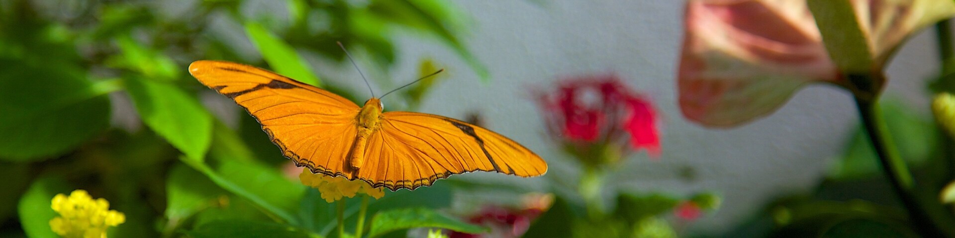 Centro de Conservación de las Mariposas y la Naturaleza de Cayo Hueso mostrando animales del zoológico, flores y animales