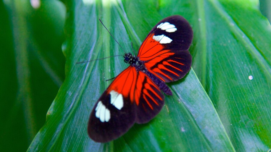 Key West Butterfly and Nature Conservatory showing zoo animals and animals