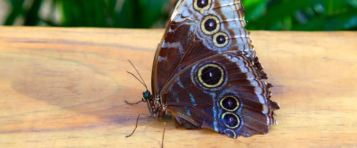 Key West Butterfly and Nature Conservatory das einen Zootiere und Tiere