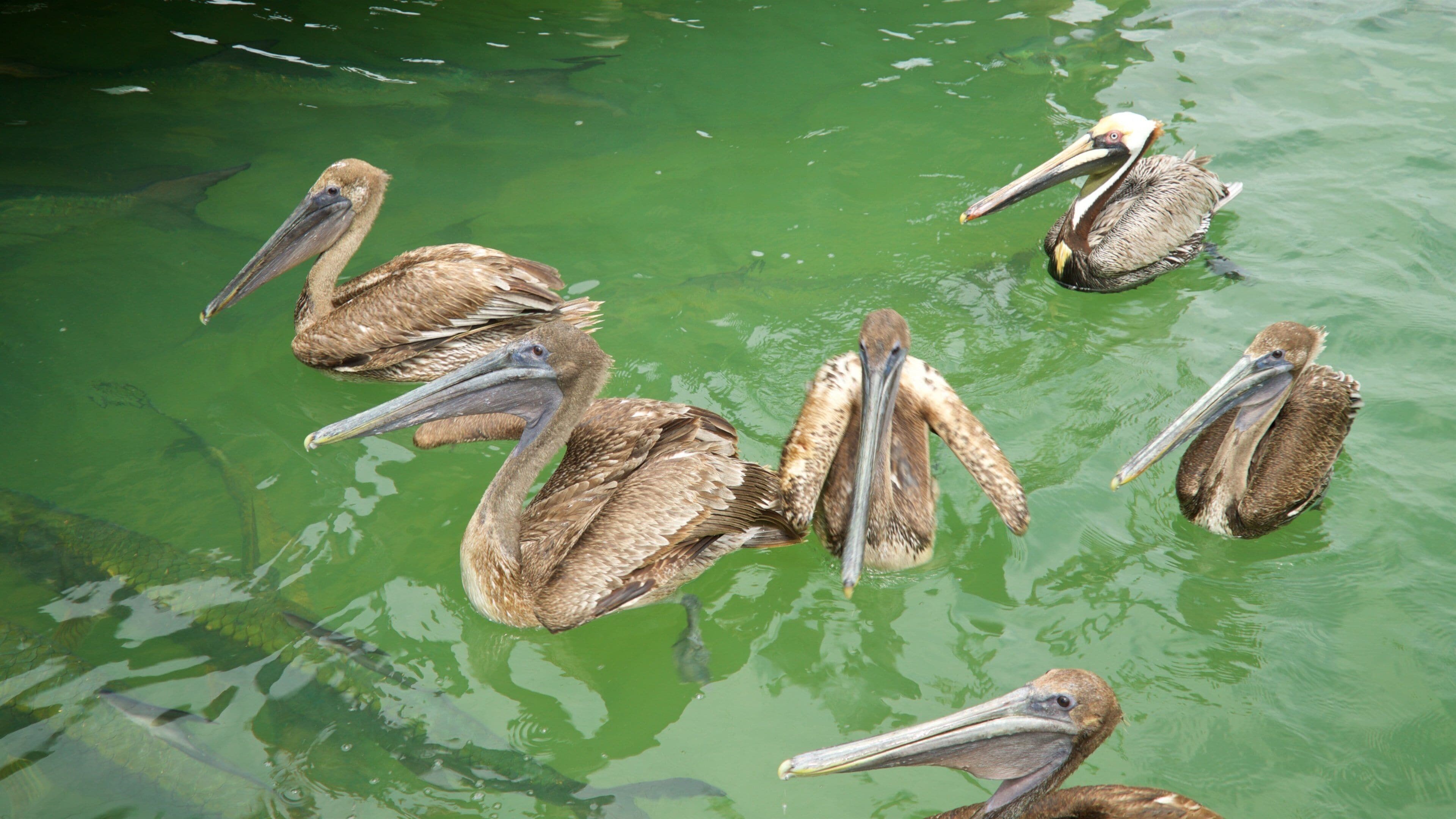 Robbie\'s which includes bird life and general coastal views