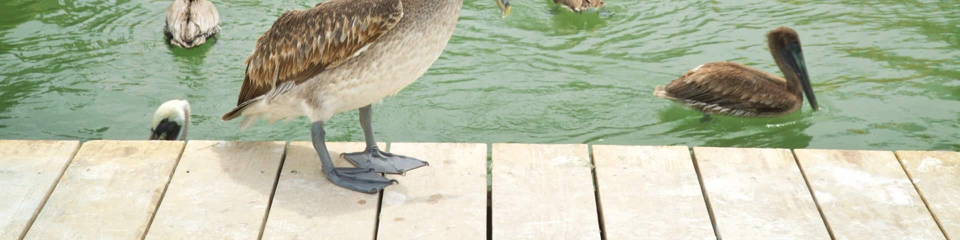 Robbie\'s which includes bird life