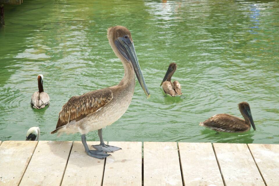 Un pelicà dret sobre un moll de fusta al costat d'una bassa verda.