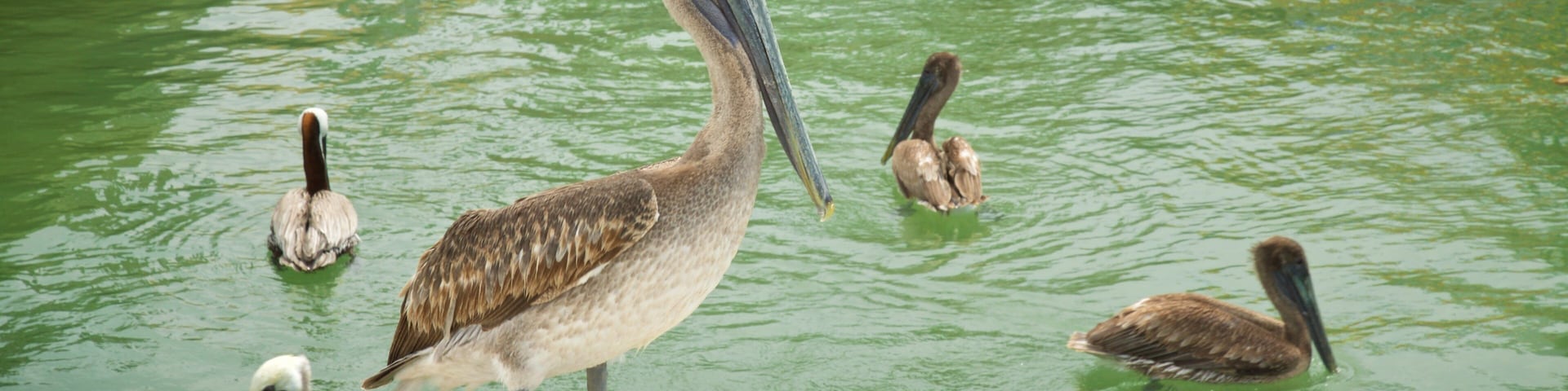 Robbie\'s which includes bird life