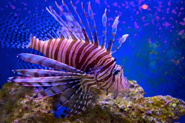 John Pennekamp Coral Reef State Park welches beinhaltet Meeresbewohner