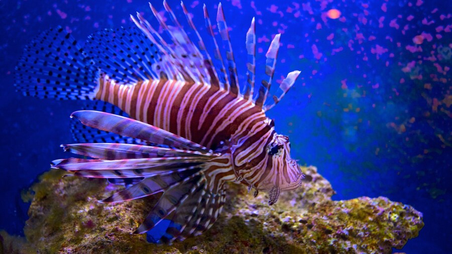 John Pennekamp Coral Reef State Park showing marine life