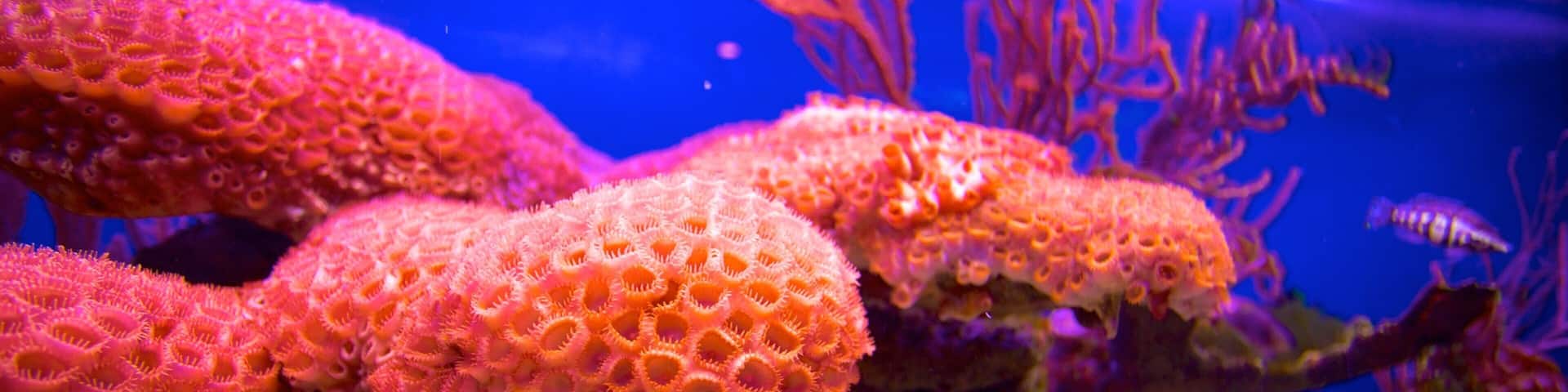 John Pennekamp Coral Reef State Park featuring coral and marine life