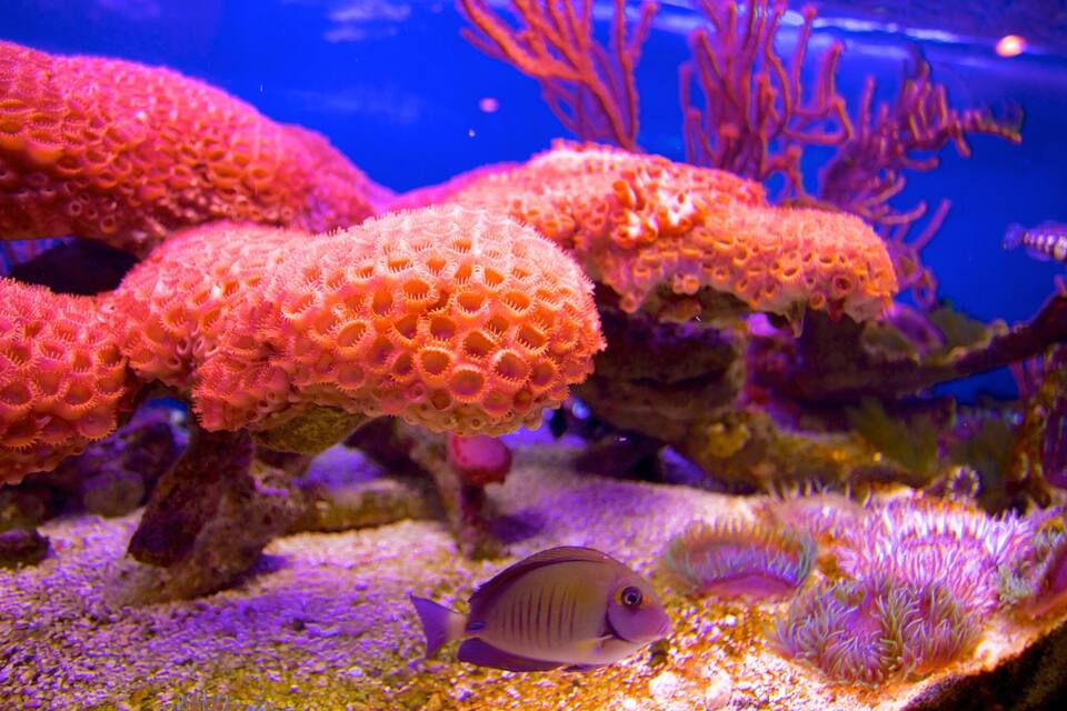 A vibrant coral reef with a fish swimming near the corals.