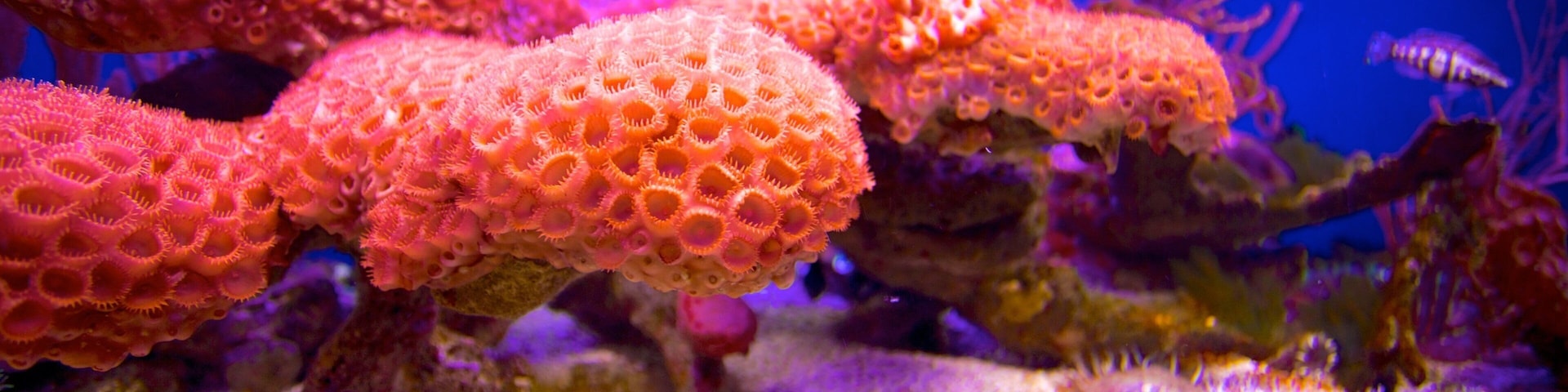 John Pennekamp Coral Reef State Park featuring coral and marine life