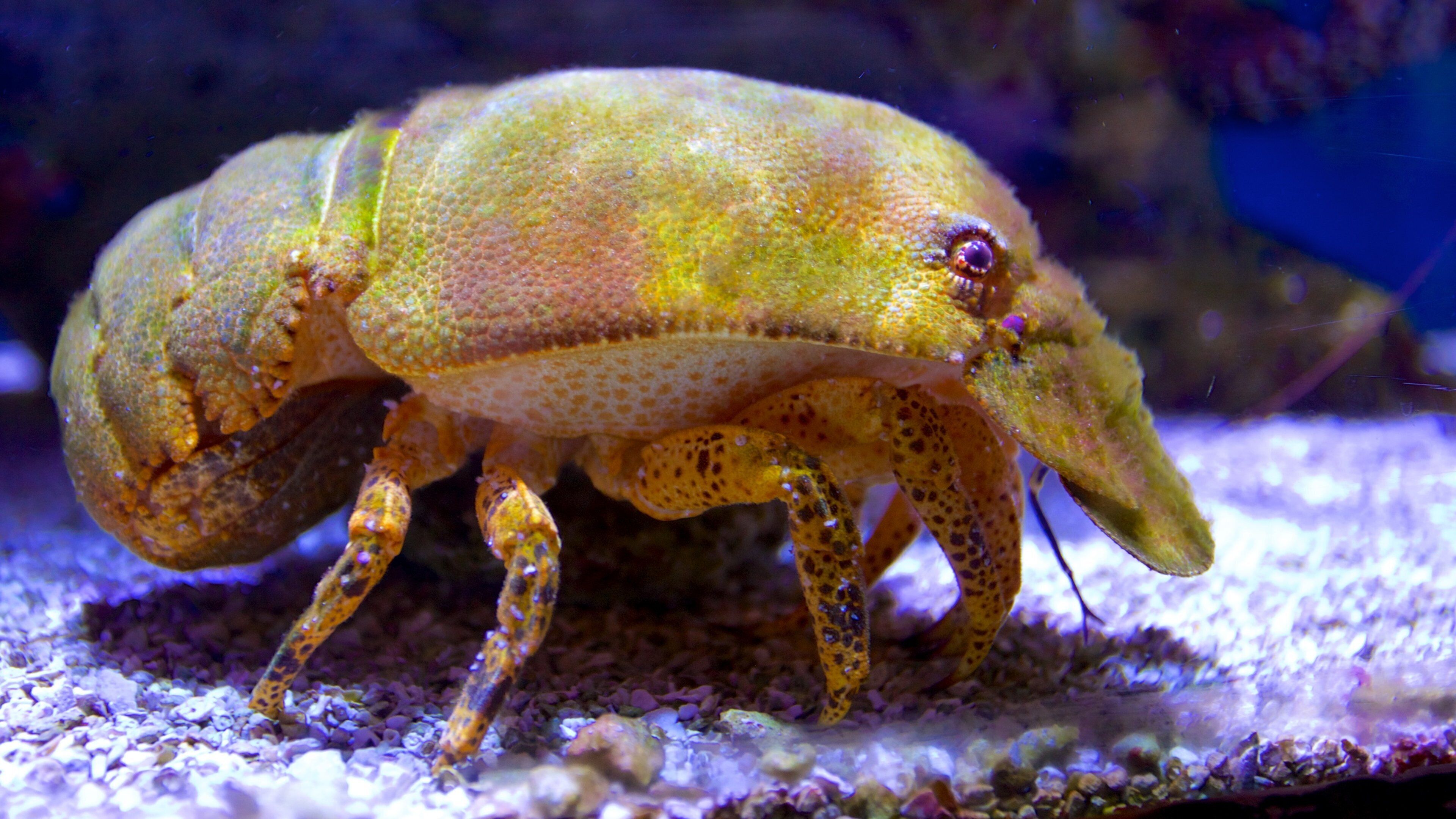 Parque estatal de arrecifes de coral John Pennekamp que incluye vida marina