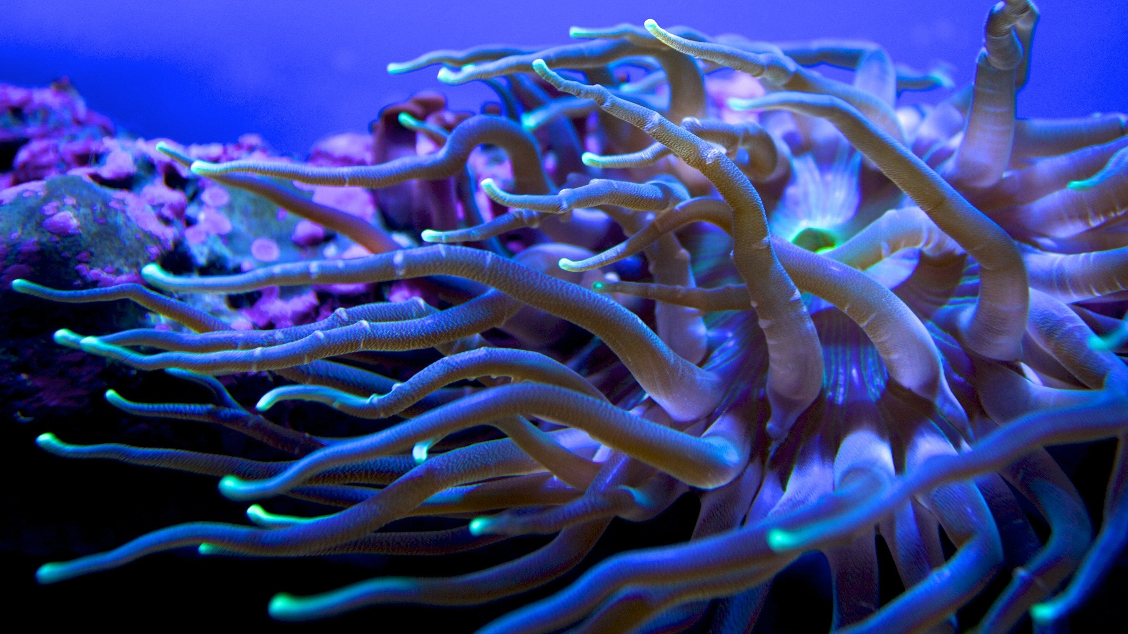 An anemone with tentacles in a blue-lit underwater environment.