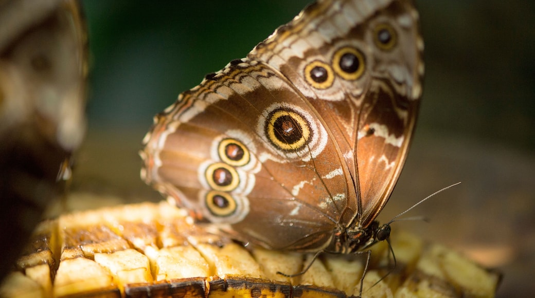 Florida Museum of Natural History