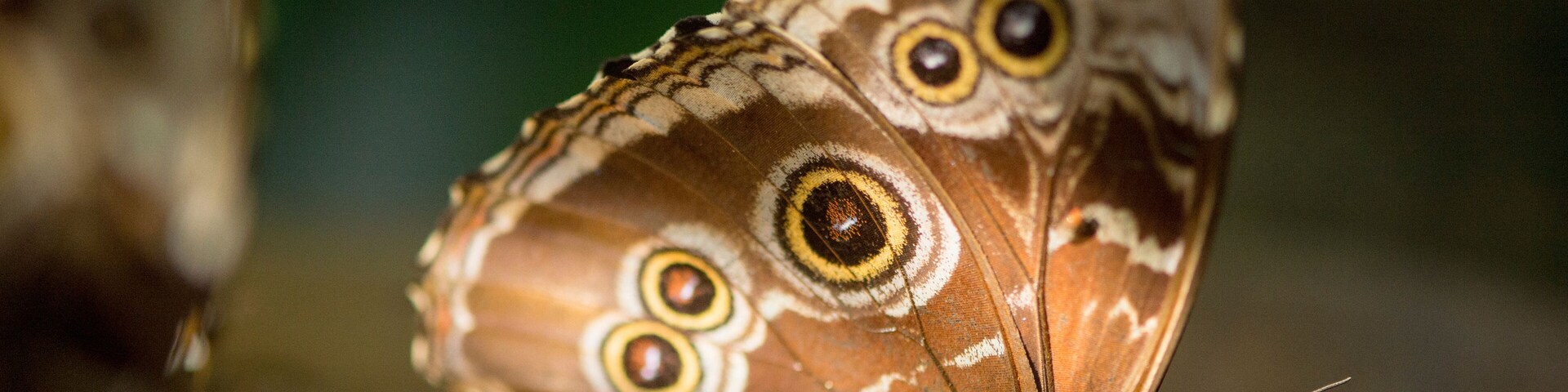 Peleides blue morpho butterfly (Morpho peleides) in the Butterfly Rainforest at a museum of natural history; Gainesville, Florida, United States of America