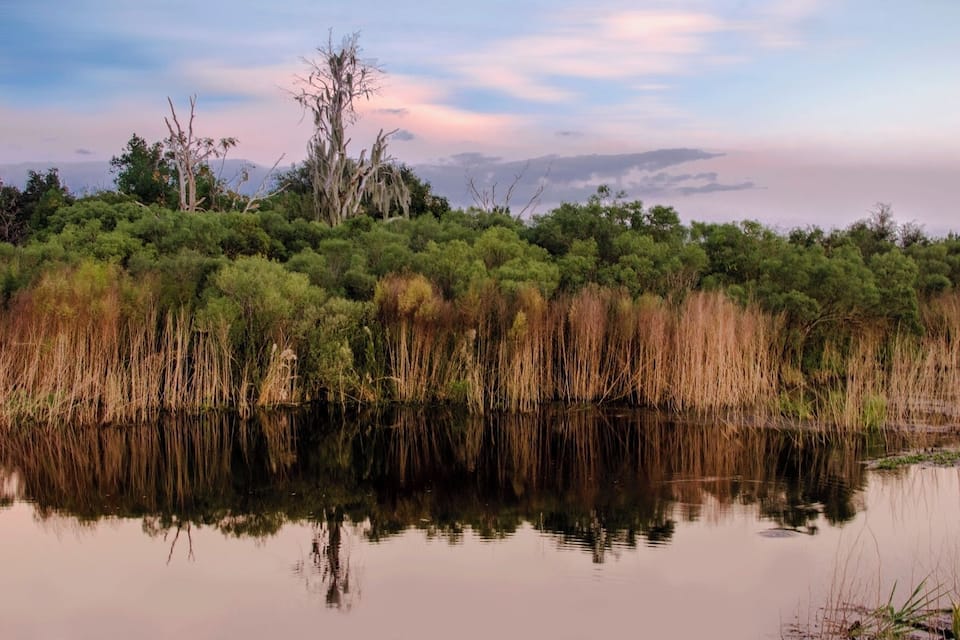 A calm lake surrounded by dense vegetation and trees, reflecting the sky and landscape.