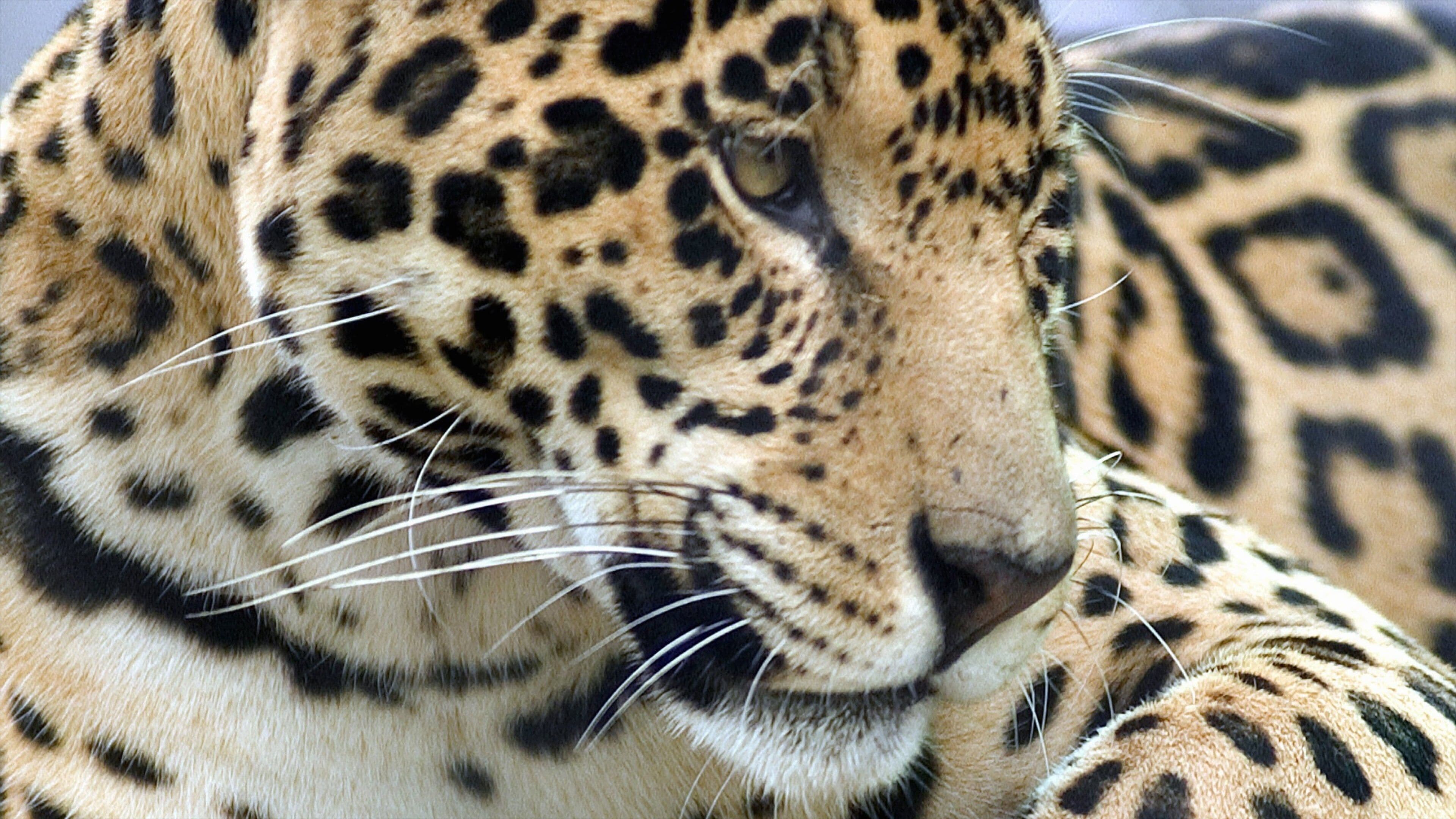 Jacksonville Zoo and Gardens showing dangerous animals and zoo animals