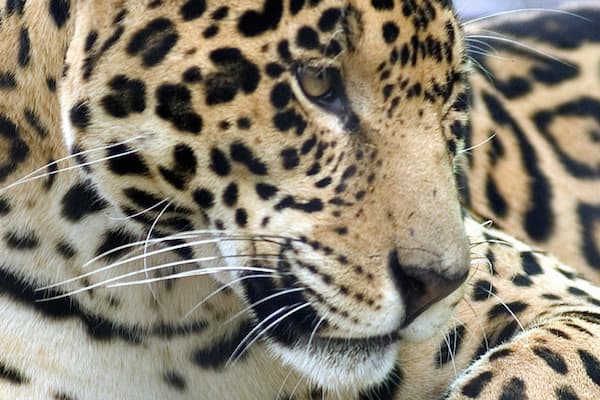 Jacksonville Zoo and Gardens showing dangerous animals and zoo animals