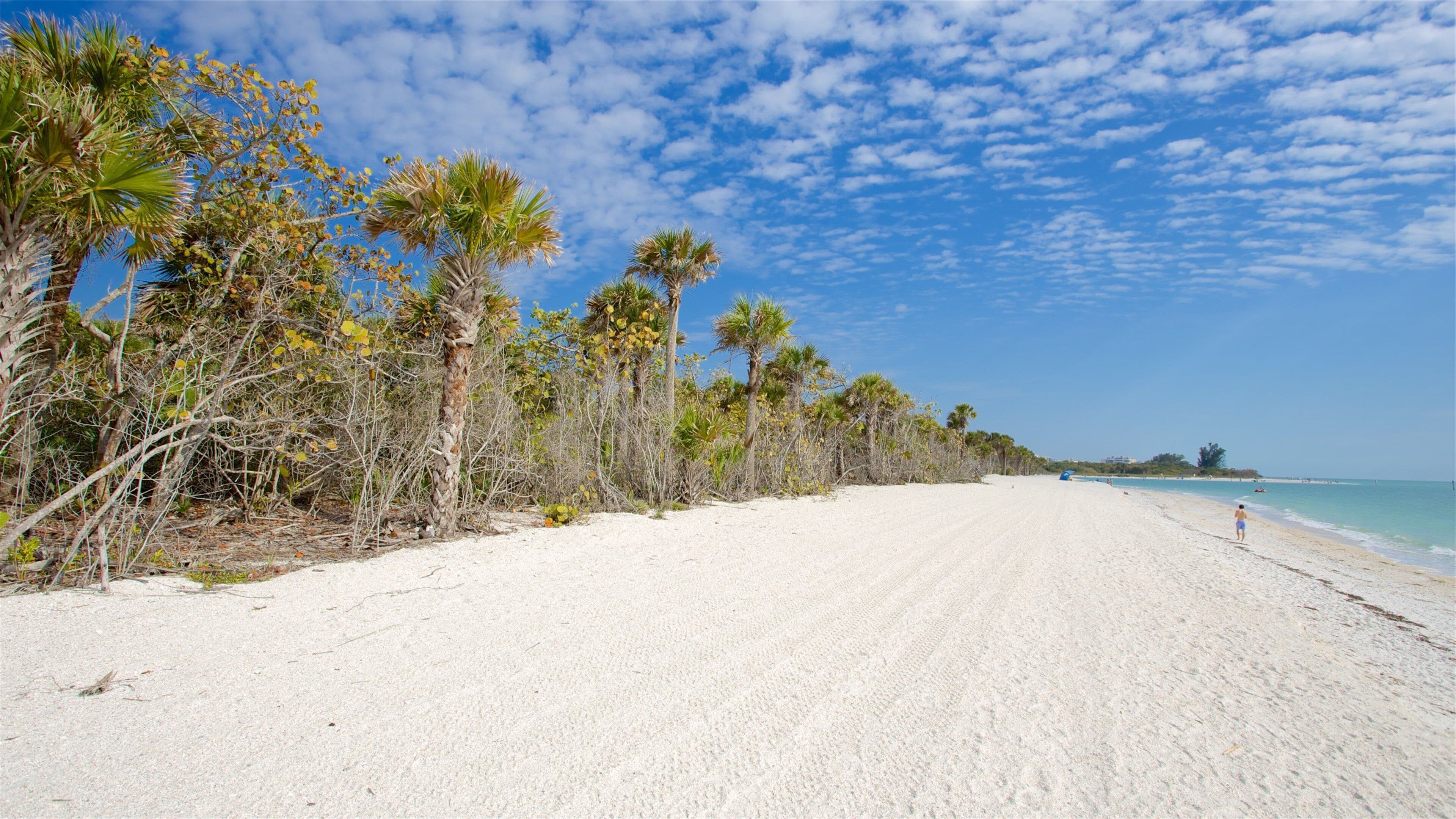 A sandy beach with palm trees and a clear blue sky.